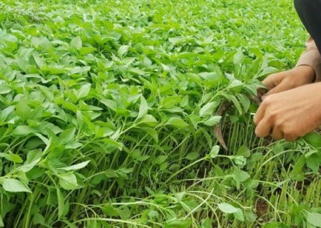 پلدختر قطب سبزی زمستانی کشور