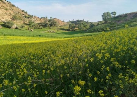 جادوی اردیبهشت در دشت‌ها و باغ‌های چولهول