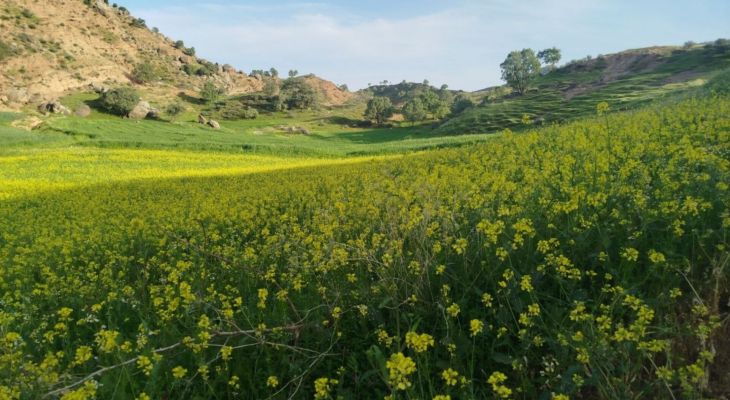 جادوی اردیبهشت در دشت‌ها و باغ‌های چولهول