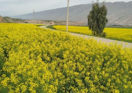 پلدختر زیر موج‌های طلایی کلزا
