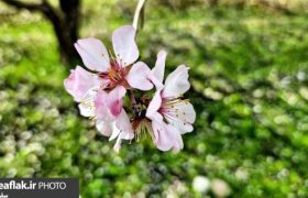 طبیعت بهاری و سحرانگیز پلدختر