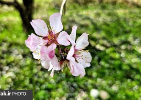 طبیعت بهاری و سحرانگیز پلدختر
