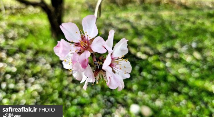 طبیعت بهاری و سحرانگیز پلدختر