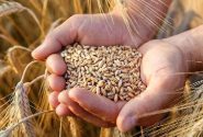 خرید ۲۵۸تن گندم و کلزا از کشاورزان پلدختری