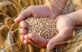 خرید ۲۵۸تن گندم و کلزا از کشاورزان پلدختری