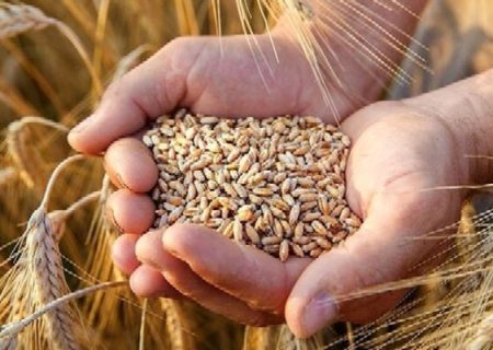 خرید ۲۵۸تن گندم و کلزا از کشاورزان پلدختری