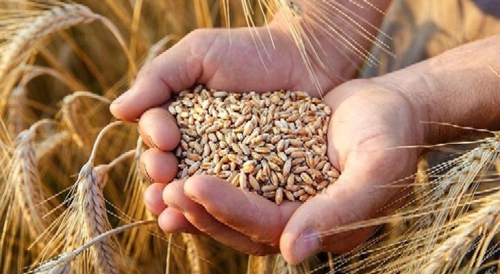 خرید ۲۵۸تن گندم و کلزا از کشاورزان پلدختری