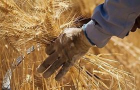 برداشت کلزا و گندم در پلدختر آغاز می‌شود