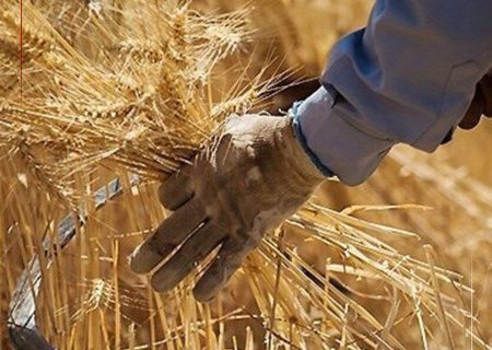 برداشت کلزا و گندم در پلدختر آغاز می‌شود
