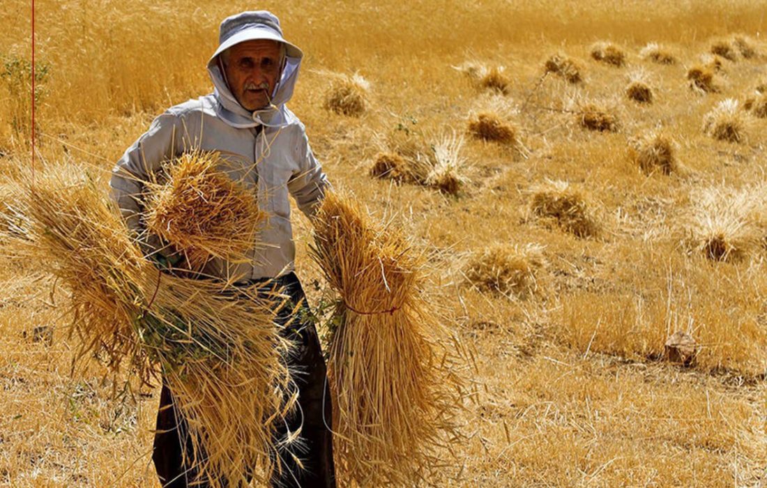 خرید تضمینی گندم در لرستان به موقع انجام می‌شود