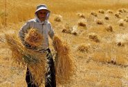 خرید تضمینی گندم در لرستان به موقع انجام می‌شود