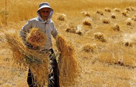 خرید تضمینی گندم در لرستان به موقع انجام می‌شود