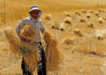 خرید تضمینی گندم در لرستان به موقع انجام می‌شود