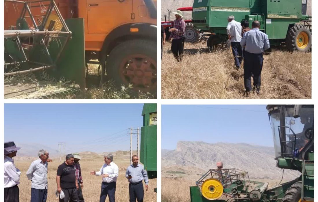 آغاز برداشت کلزا از مزارع جنوبی پلدختر
