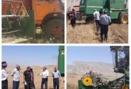 آغاز برداشت کلزا از مزارع جنوبی پلدختر