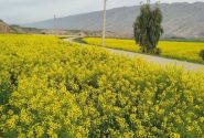 خرید دانه های روغنی به صورت نقدی از کشاورزان لرستانی