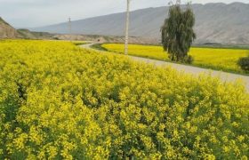 خرید دانه های روغنی به صورت نقدی از کشاورزان لرستانی