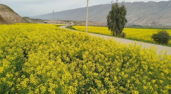 خرید دانه های روغنی به صورت نقدی از کشاورزان لرستانی