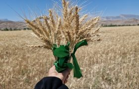 جشن شکرگزاری برداشت محصولات استراتژیک در پلدختر برگزار شد
