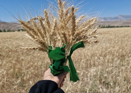 جشن شکرگزاری برداشت محصولات استراتژیک در پلدختر برگزار شد