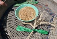 جشن شکرگزاری برداشت محصولات استراتژیک در پلدختر برگزار شد