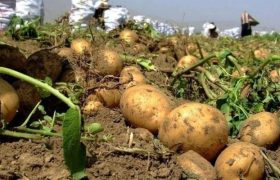 کشت ۴۰ هکتار سیب‌زمینی در پلدختر