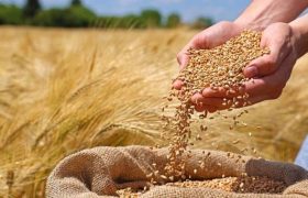 پایان خرید ۱۵‌ هزار تُن گندم در پلدختر