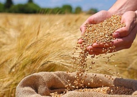 پایان خرید ۱۵‌ هزار تُن گندم در پلدختر