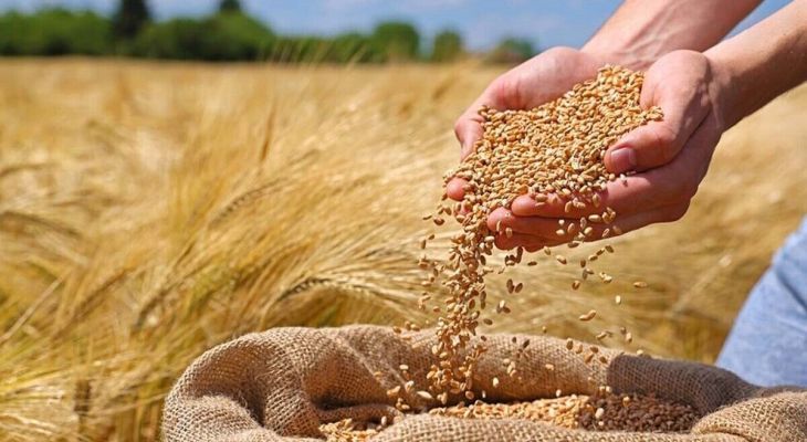 پایان خرید ۱۵ هزار تُن گندم در پلدختر
