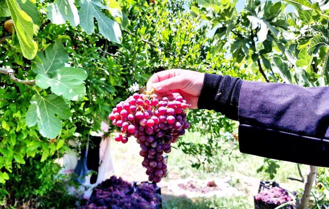 برداشت خوشه‌های یاقوتی از تاکستان‌های معمولان