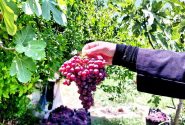 برداشت خوشه‌های یاقوتی از تاکستان‌های معمولان