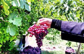 برداشت خوشه‌های یاقوتی از تاکستان‌های معمولان