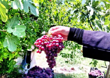 برداشت خوشه‌های یاقوتی از تاکستان‌های معمولان