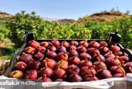 انجیر سیاه لرستان، راه بازارهای جهانی را می‌گشاید