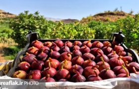 انجیر سیاه لرستان، راه بازارهای جهانی را می‌گشاید