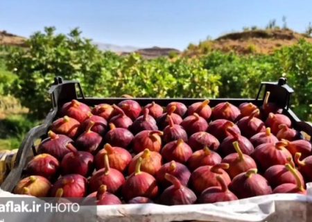 انجیر سیاه لرستان، راه بازارهای جهانی را می‌گشاید