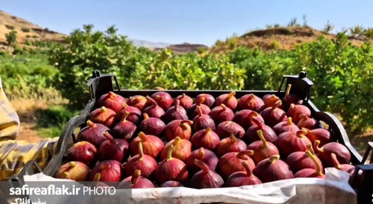 انجیر سیاه لرستان، راه بازارهای جهانی را می‌گشاید