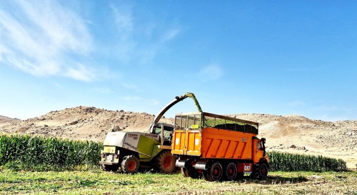 آغاز برداشت ۴۰ هزار تن ذرت در پلدختر