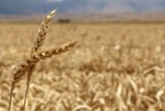 مطالبات گندم‌کاران در پیچ‌وخم پرداخت مرحله‌ای