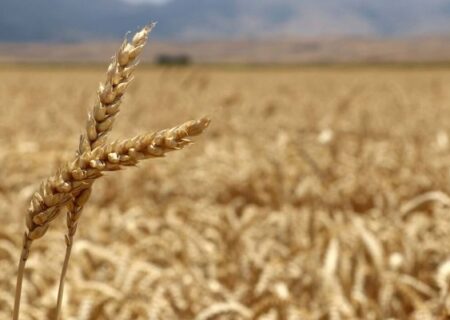 مطالبات گندم‌کاران در پیچ‌وخم پرداخت مرحله‌ای