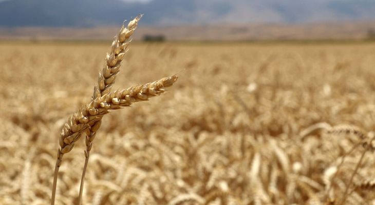مطالبات گندم‌کاران در پیچ‌وخم پرداخت مرحله‌ای