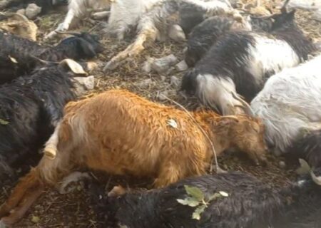 صاعقه ۱۱۶ دام را در پلدختر تلف کرد