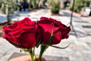 گلزار شهدای پلدختر گلباران شد