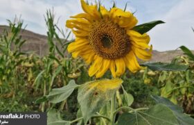 کاستی ماشین‌آلات، رنج برداشت آفتابگردان را دوچندان می‌کند