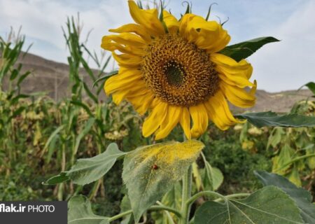 کاستی ماشین‌آلات، رنج برداشت آفتابگردان را دوچندان می‌کند